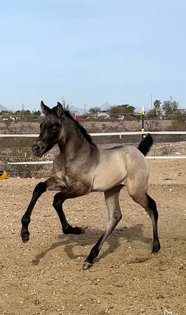 Thumbnail: Calypso LMB