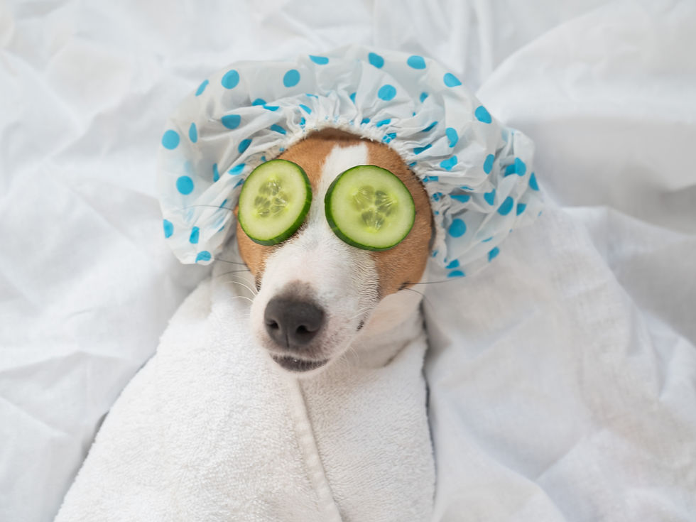 luxury mobile dog grooming san diego dog spa treatment at home