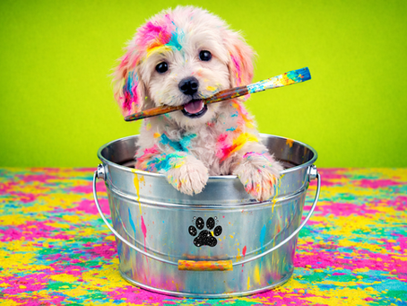 Emergency dog grooming San Diego mobile dog groomer Maltese paint mess