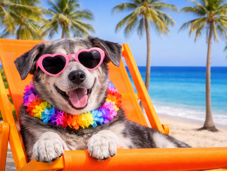 mobile dog grooming senior dog san diego gentle grooming service