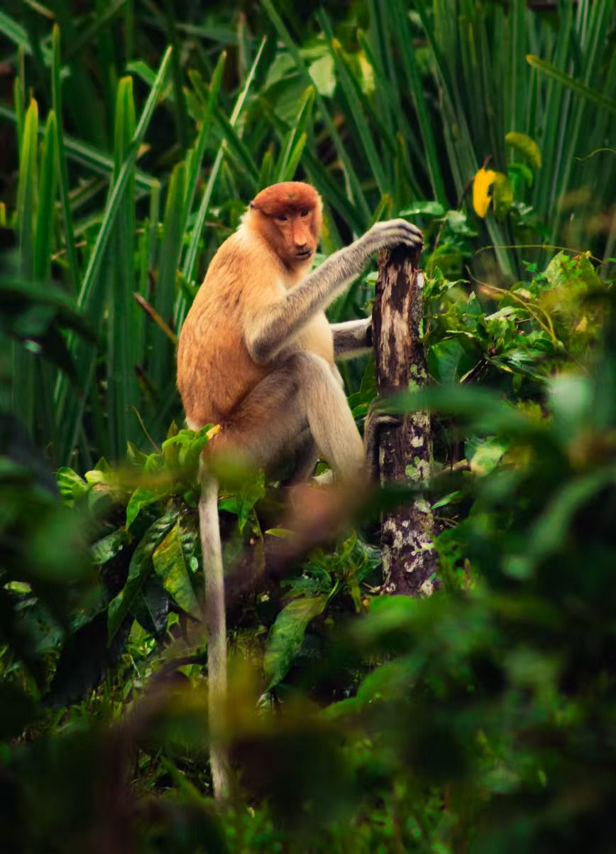 Proboscis monkey in dense jungle foliage