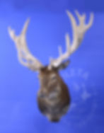Barry Ryan red stag-web