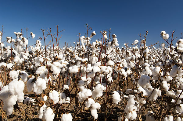 organic cotton clothes manufacturer