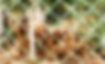 farm-life-concept-with-chickens-fence.jpg