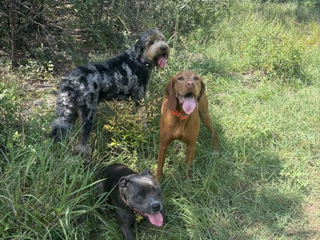 Pack moving together during Dog Hiking Daycare Austin