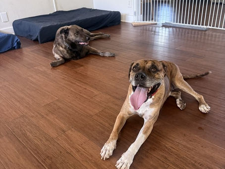 Austin dogs resting after a DogCentric hiking daycare adventure