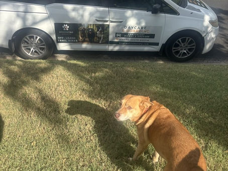 Dog leaving home for Adventure Dog Daycare Austin