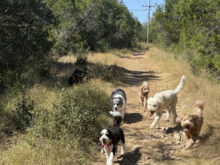 Dogs exploring during Off Leash Dog Daycare Austin