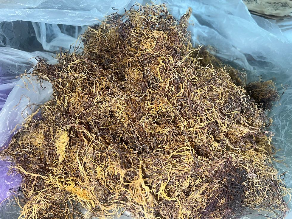 Thumbnail: (Honduras) Wildcrafted RAW (Purple & Gold) SEA MOSS (4oz)