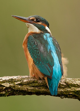 Kingfisher