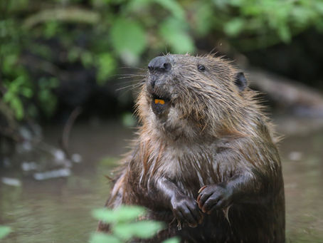 Reinstating Natural Processes: Why Large-Scale, Meaningful Ecology Matters