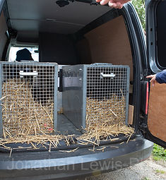 nuthatch in snow.jpg
