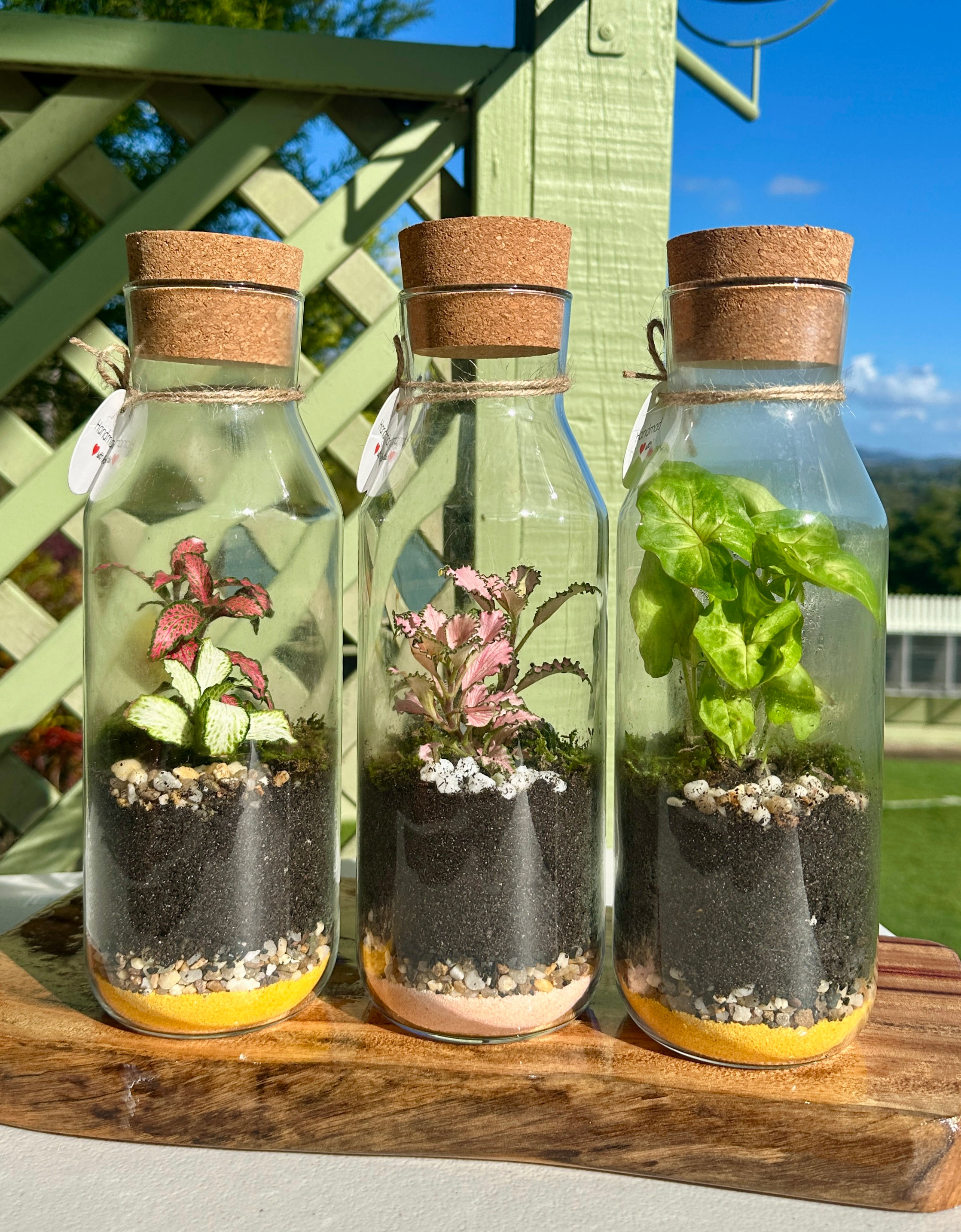 Large cylinder bottle terrarium