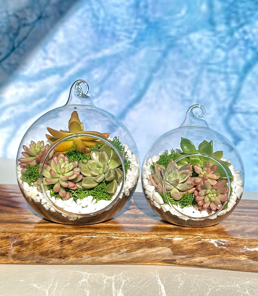 Thumbnail: Large succulent bauble terrarium