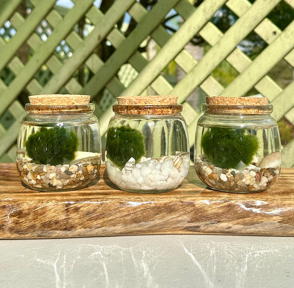 Thumbnail: Mini Marimo moss ball terrarium