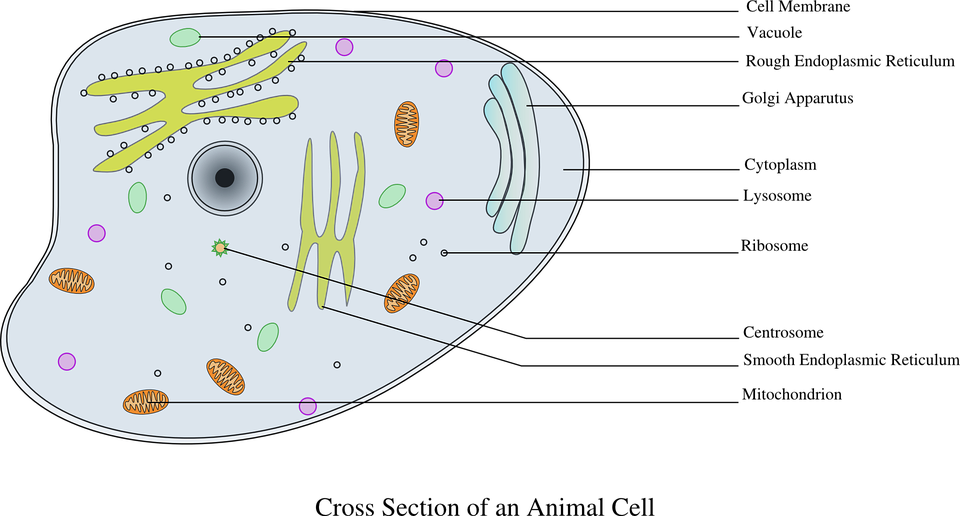 This is a basic model of an animal cel