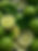 limes.jpg