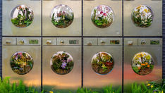 Metro istasyonundan pizza dükkanına: NYBG’de Kentsel Orkide Sergisi