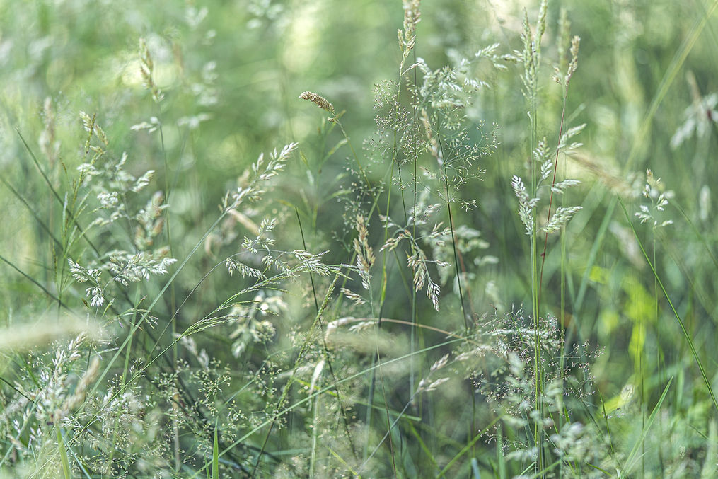 Woodland Grasses_edited.jpg