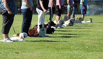 obedience class