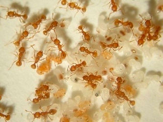 Electric Ants