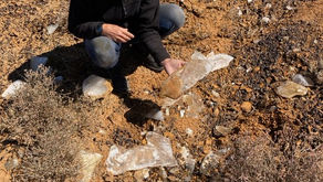 Our fossicker Jackie picking up Selenite crystals from the surface. 