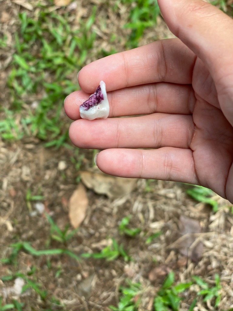 cacao seed