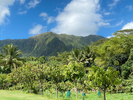 National Chocolate Day: Visiting a Hawaii Cacao Farm