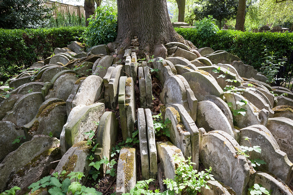 The Hardy Tree at St Pancras Old Church, London Thomas Hardy novelist poet architect surprising facts
