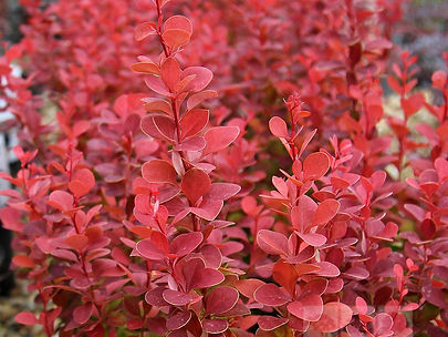 Berberis-Orange-Rocket.jpg