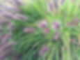 Pennisetum moundry 2