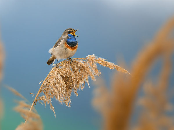 White-spotted Bluethroat singing on top of the reeds. Cute little colorful bird with blue