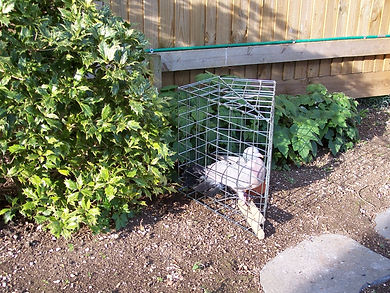 A Trapped Woodpigeon
