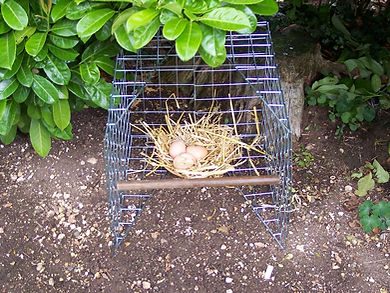 Magpie Trap baited with eggs