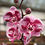 Miniatura: Planta Orquídea*3 PHALAENOPSIS M13 FLORECIDA