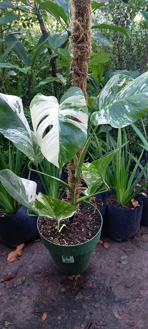 philodendron imperial green gelbe bltter Philodendron Imperial Green Variegated 8"  Rare Foliage Plant Co