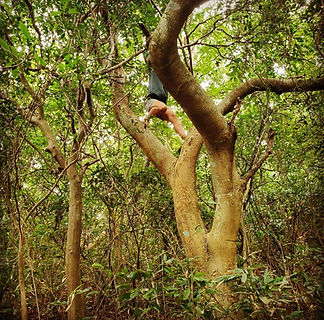 Tree.jpg