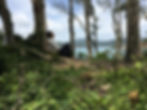 Forest Bathing, Medicine for the Soul