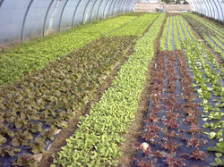 Les salades