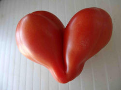 tomate-coeur