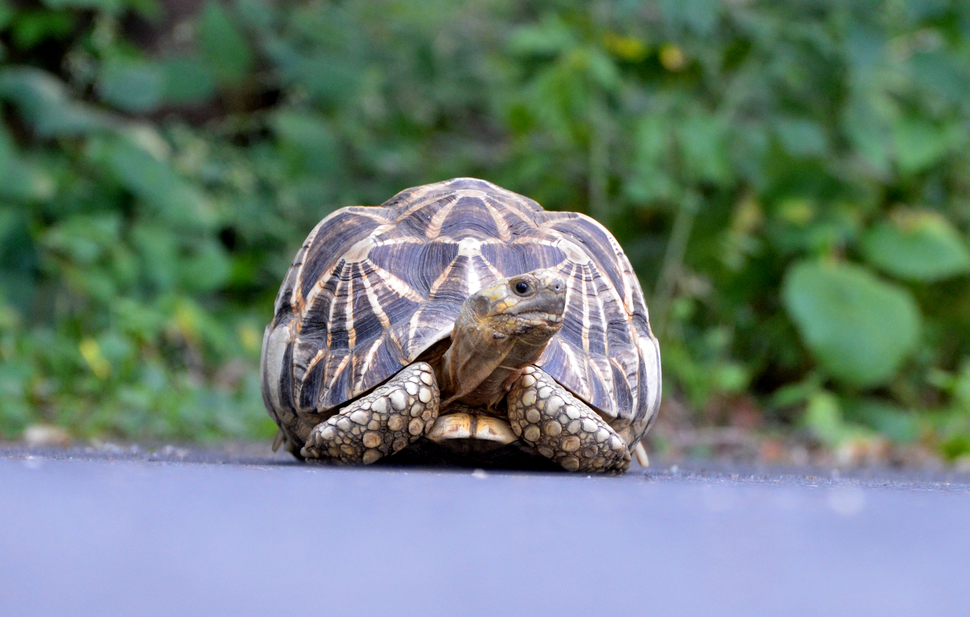 turtle predators turtle predators
