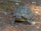 Testudo hermanni boettgeri
