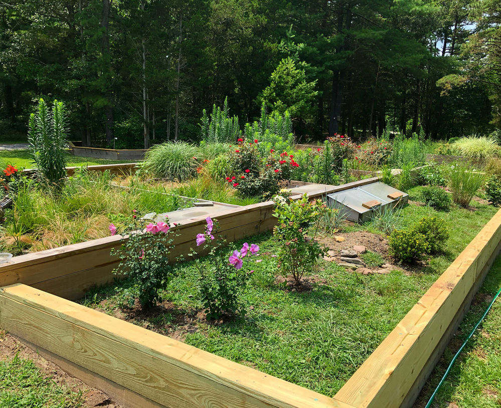 Plant Life For Your Enclosure