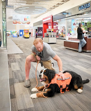 IMG_4283.JPG Bernese Mountain Dog Service dog mobility service dog colorado mills mall down position
