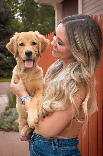 Handsome Golden Retriever puppy obedience dog male golden