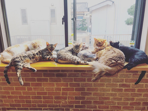 猫カフェ紅葉　安心の管理体制