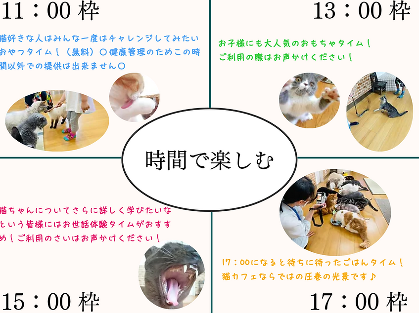 猫カフェ紅葉　時間で楽しむ