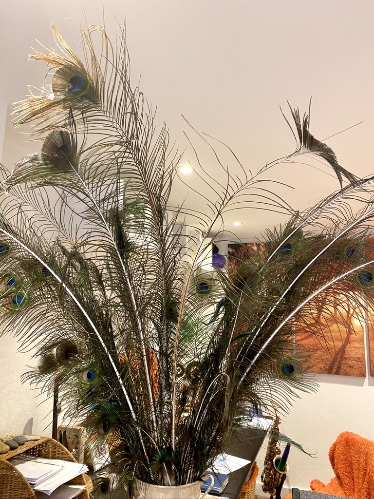 50p each Peacock Feathers