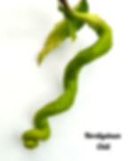 elephanttrunk elephant trunk chili chilifrø