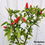 Miniatyrbilde: Peperoncino Piccante Guarda Cielo